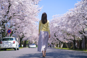 春の木漏れ日の中、桜並木の道を歩く女性の後ろ姿