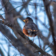 Signs of Spring - American Robin in golden light