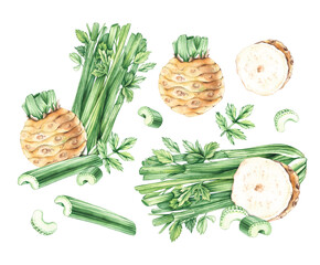 Celery vegetable with roots, stems, pieces