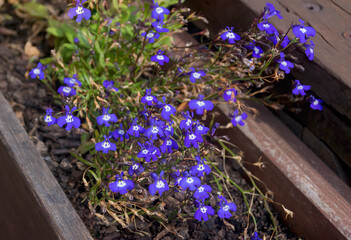 Beautiful tiny blue bell-shaped flowers in a botanical garden in Australia.