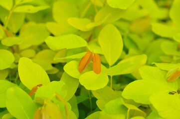 Vibrant Green Leaves