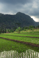Fototapeta na wymiar Scenic Sidemen village paddy rice terraces in rural part of Bali island, Karangasem district on a cloudy day