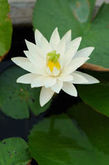 A White Water Lily with an Outgrowth