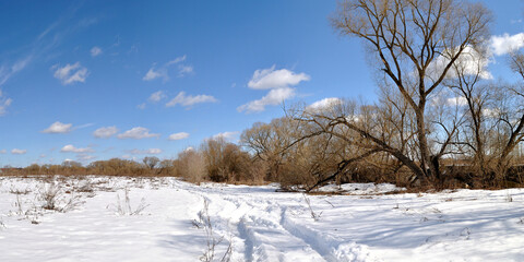 Spring walk through the forest, beautiful panorama.	