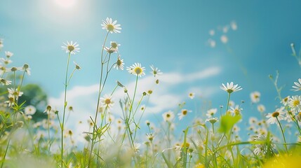 Generative AI : Natural colorful panoramic landscape with many wild flowers of daisies against blue sky. 