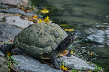 a tortoise walking along a rock on the side of the green pool