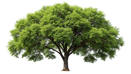 Green tree isolated on transparent background