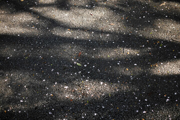 アスファルトの地面に散って落ちたたくさんの桜の花弁　春の日差しの木漏れ日の陰影　日本・季節・春
