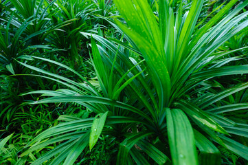 Pandan leaf grow in field
