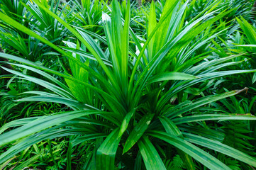 Pandan leaf grow in field