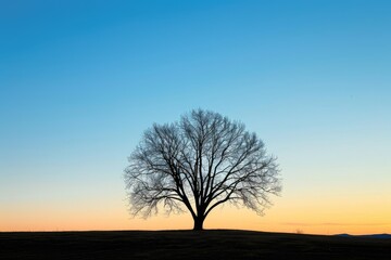 The minimalist silhouette of a bare tree against a twilight sky - obrazy, fototapety, plakaty