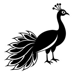 peacock with feather