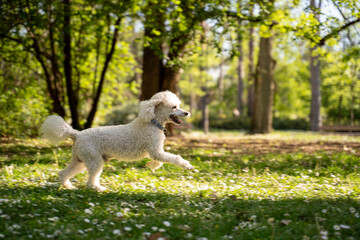 Poodle running in the park, spring time, back light sunny day