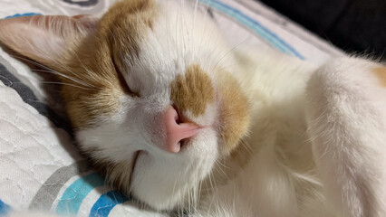 cat sleeping