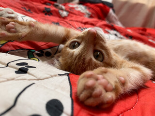 gatita amailla patitas sorpresa © Brandon