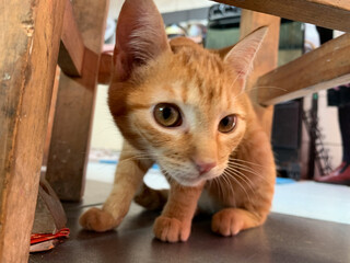 gata meme © Brandon