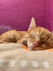 gatita pelirroja durmiendo