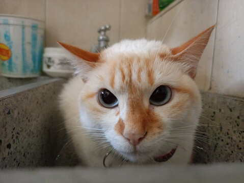 gato de mal genio