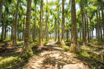 Palm tree jungle near Muse Lake in Qiongzhong, Hainan, China