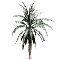 Palm tree isolated on white background with a high resolution