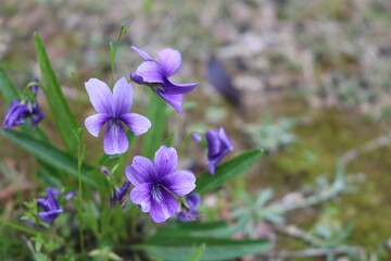 道端に咲く春の紫の花