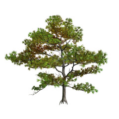Obraz premium Siberian Pine tree isolated on white background with a high resolution