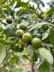 green tree with ripe Kumquat fruits