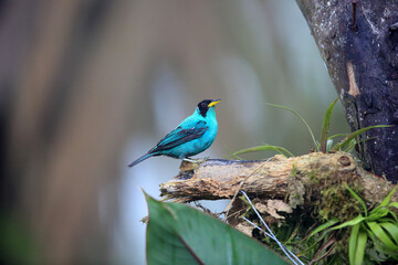Green honeycreeper (Chlorophanes spiza caerulescens) is a small bird in the tanager family. This photo was taken in Ecuador.