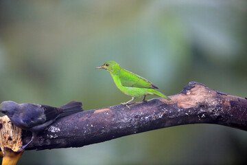 Green honeycreeper (Chlorophanes spiza caerulescens) is a small bird in the tanager family. This...