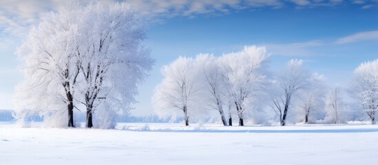 Snow and frost cover the trees in a field, creating a picturesque scene under the blue sky