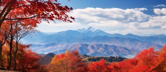 Crimson leaves adorn distant mountains where a few trees stand amidst the stunning autumn scenery