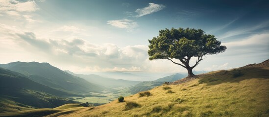 Fototapeta premium Tall tree standing on a lush green hilltop, offering a picturesque view of the serene valley below