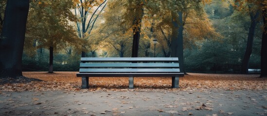 Bench surrounded by trees in a park, with scattered autumn leaves on the ground