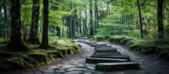 The winding path leads through a thick forest with tall trees and green foliage