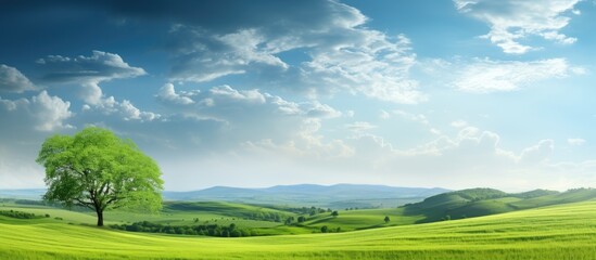 Solitary tree standing tall in an open field, set against a backdrop of a clear blue sky