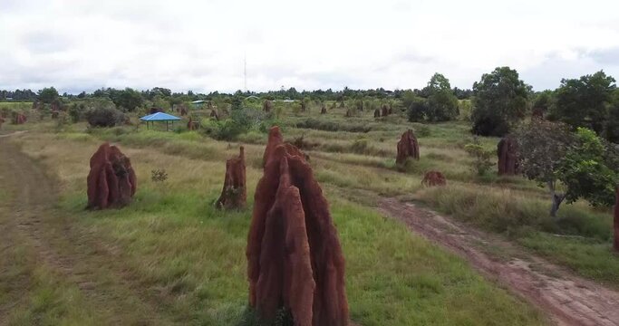 1000 musamus, rows of ant palaces are the icon of the city of Merauke