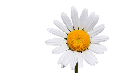 Fototapeta premium Daisy Flower Plant Spring Petals