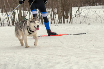 Domestic Husky dog runs with an athlete on skis on a snowy surface in a forest area.