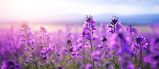 Purple wildflowers blooming abundantly across a vast field under a clear blue sky background