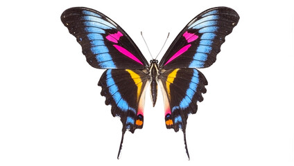 Butterfly Insect Animal Colorful Vivid