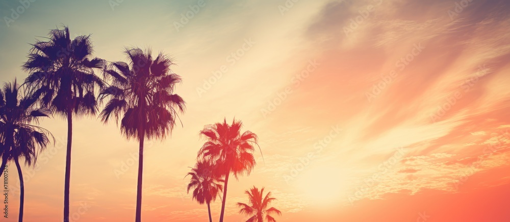 Sticker Foreground shows tall palm trees silhouetted against a vibrant sunset sky background, creating a tranquil tropical scene.