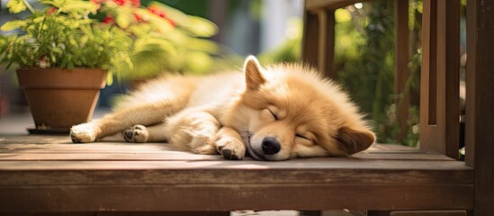 Adorable puppy peacefully sleeping on a wooden deck with a green potted plant in the background