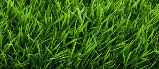 Lush green grass field with scattered small leaves creating a peaceful natural scene