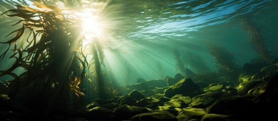 Underwater foliage in a kelp forest is illuminated by sunlight shining through the water's surface, creating a serene and vibrant scene. - obrazy, fototapety, plakaty