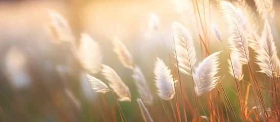 Fotobehang Lush tall grass adorned with delicate white flowers in the forefront, with a softly blurred background © Ilgun