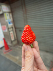 Red strawberries in my hand at the Japanese fresh market in Osaka.