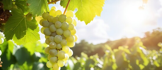 Clusters of ripe grapes hanging from vibrant vine in a scenic vineyard setting, ready for harvest. - obrazy, fototapety, plakaty