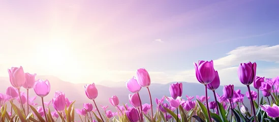 Sierkussen Vibrant purple tulips basking in the sunlight in a beautiful field © Ilgun