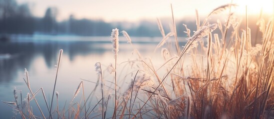 Obraz premium Plant with icy frost close to water, reflecting the cold winter scene