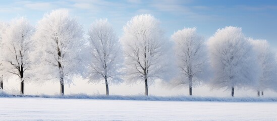 Frozen trees coated in frost standing in a snowy field against a backdrop of a vibrant blue sky